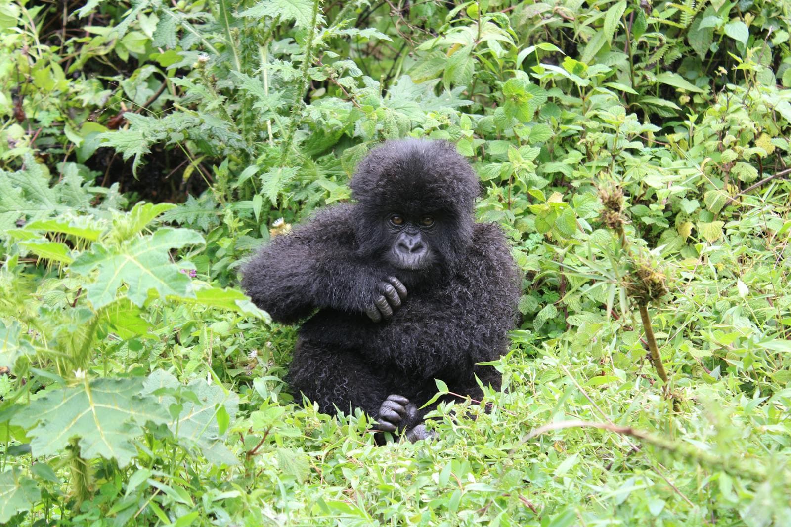 Young mountain gorilla in dense rainforest foliage.